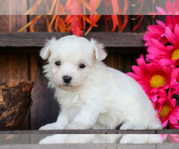 Medium Photo #3 Maltese Puppy For Sale in BALTIC, OH, USA
