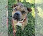 Small #2 American Staffordshire Terrier Mix