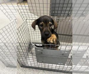 Black and Tan Coonhound-Unknown Mix Dogs for adoption in Pasadena, TX, USA