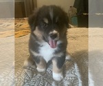 Puppy 2 Miniature Australian Shepherd