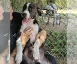 Small #1 Boxer Mix