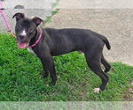 Small #2 American Pit Bull Terrier-American Staffordshire Terrier Mix