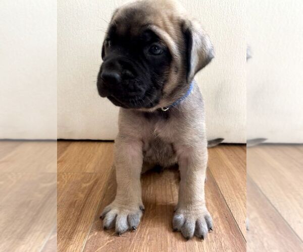 Medium Photo #9 Mastiff Puppy For Sale in CHESAPEAKE, VA, USA