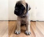 Small #8 Mastiff