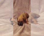 Small Photo #4 Boxer Puppy For Sale in HAVANA, FL, USA