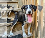 Small #2 Catahoula Leopard Dog Mix