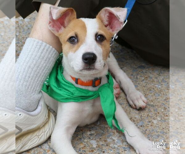 Medium Photo #3 Mutt Puppy For Sale in Washington, DC, USA