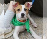 Small #2 Mutt