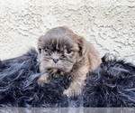 Small #13 Shih Tzu