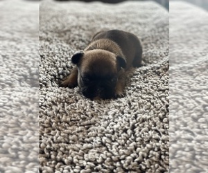 French Bulldog Puppy for Sale in KNOXVILLE, Tennessee USA