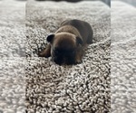 Small Photo #1 French Bulldog Puppy For Sale in KNOXVILLE, TN, USA