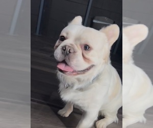 Father of the French Bulldog puppies born on 01/17/2026