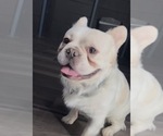 Small Photo #1 French Bulldog Puppy For Sale in MILWAUKEE, WI, USA