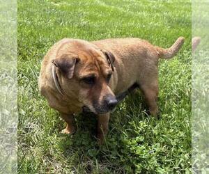 Ba-Shar Dogs for adoption in New Oxford , PA, USA