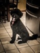 Small Photo #1 Goldendoodle Puppy For Sale in YUKON, OK, USA