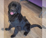 Small Photo #3 Mutt Puppy For Sale in Huntley, IL, USA