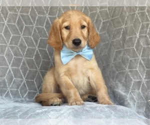 Goldendoodle Puppy for sale in LAKELAND, FL, USA