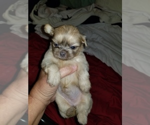 Shih Tzu Puppy for sale in IOLA, TX, USA