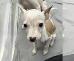 OLIVE - Female Mutt Dog for Adoption - Small photo