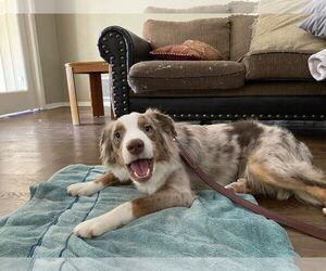 Australian Shepherd Dogs for adoption in Dallas, TX, USA