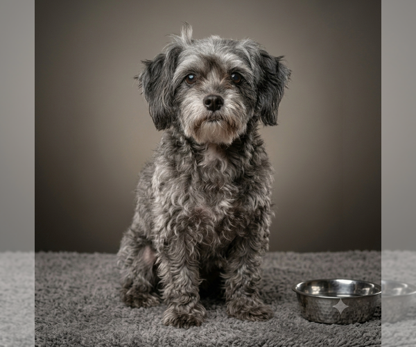 Medium Photo #1 Mutt Puppy For Sale in Vail, AZ, USA