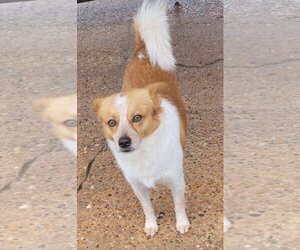 Pomeranian-pomeranian spitz Mix Dogs for adoption in Carrollton, TX, USA