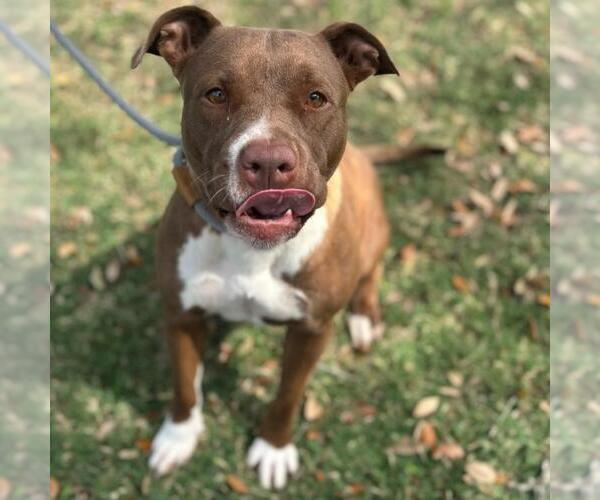 Medium Photo #1 American Pit Bull Terrier-Unknown Mix Puppy For Sale in Texas City, TX, USA