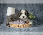Small Bernedoodle (Miniature)