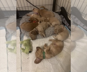 Dachshund Puppy for Sale in TUCSON, Arizona USA