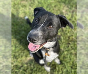 Clack - Male Mutt Dog for Adoption - Photo #11