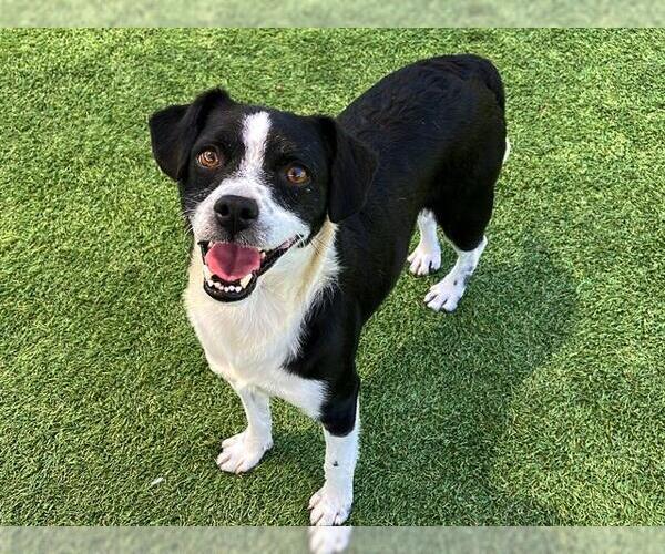 Medium Photo #1 Beagle-Parson Russell Terrier Mix Puppy For Sale in Orange, CA, USA