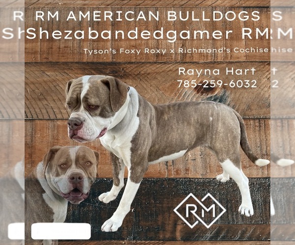 Medium Photo #1 American Bulldog Puppy For Sale in HAYS, KS, USA