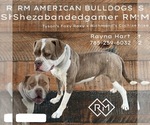 Small Photo #1 American Bulldog Puppy For Sale in HAYS, KS, USA