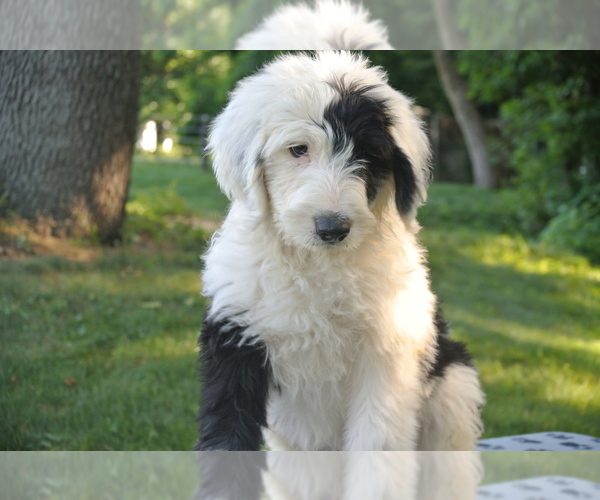 Medium Photo #5 Sheepadoodle Puppy For Sale in FREDERICKSBG, OH, USA