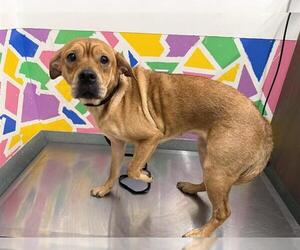 Labrador Retriever-Unknown Mix Dogs for adoption in Baytown, TX, USA