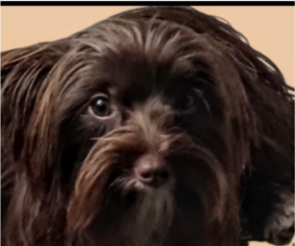 Medium Photo #1 Yorkshire Terrier Puppy For Sale in FORT WORTH, TX, USA