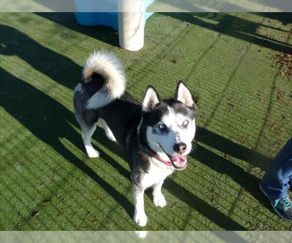 Medium Photo #1 Siberian Husky Puppy For Sale in Martinez, CA, USA