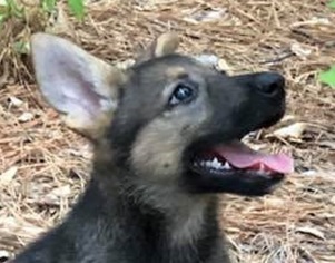 German Shepherd Dog Puppy for sale in CANTON, TX, USA