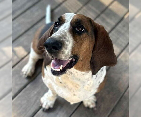 Medium Photo #5 Basset Hound Puppy For Sale in Deepwater, NJ, USA