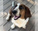 Small #4 Basset Hound