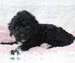 Small Photo #2 Poodle (Miniature) Puppy For Sale in MOUNT DORA, FL, USA