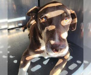 Doberman Pinscher-Unknown Mix Dogs for adoption in San Antonio, TX, USA