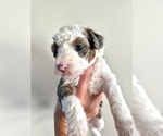 Small #6 Aussiedoodle Miniature 