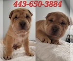 Image preview for Ad Listing. Nickname: SharPei Puppies