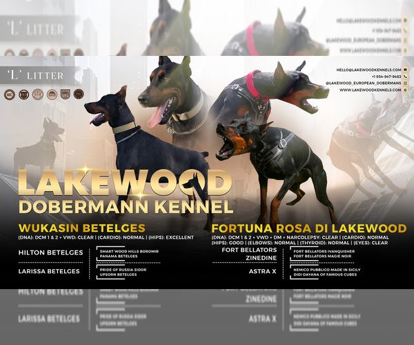 Medium Photo #1 Doberman Pinscher Puppy For Sale in FORT LAUDERDALE, FL, USA