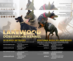 Doberman Pinscher Litter for sale in FORT LAUDERDALE, FL, USA