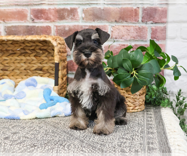 Medium Photo #6 Schnauzer (Miniature) Puppy For Sale in SYRACUSE, IN, USA