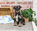 Small #5 Schnauzer (Miniature)