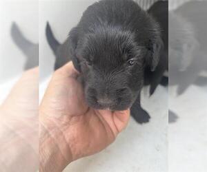 Labrador Retriever-Unknown Mix Dogs for adoption in Houston, TX, USA
