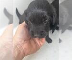 Small Labrador Retriever Mix